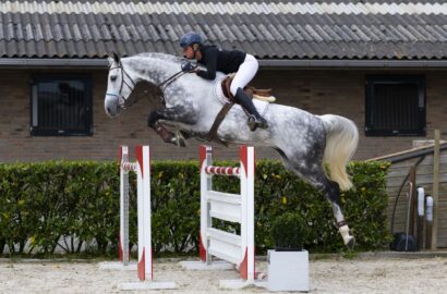 Thrilling final at Youhorse.auction: €55,000 for Calidoss