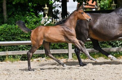 Alle Augen auf Goch in Deutschland: Flanders Foal Auction legt die Messlatte hoch