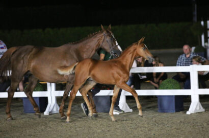 Flanders Foal Auction übertrifft alle Prognosen: 60.000 € für Untouched-Hengstfohlen