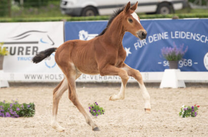 Beste Wahl für Zucht und Sport: Holsteiner Fohlenauktion bei Falsterbo Horse Show