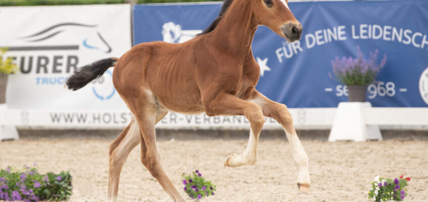 Beste Wahl für Zucht und Sport: Holsteiner Fohlenauktion bei Falsterbo Horse Show