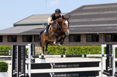 Youhorse.auction präsentiert Pferde mit Wow-Faktor