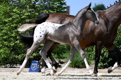 Zangersheide Online Foal Auction – Part II