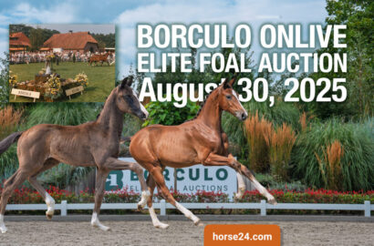 Die Zukunft beginnt hier – Borculo Elite Foal Auction 2025