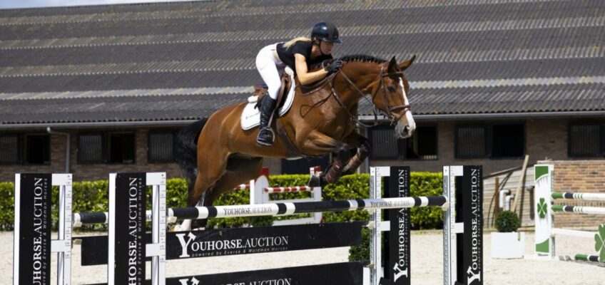 Astrix Z erzielt 50.000 € in der Youhorse.auction, heute Teil 2