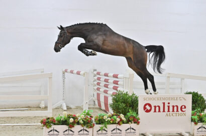 Preisspitze bei Schockemöhle Online Auktion für 250.000 € nach Singapur!