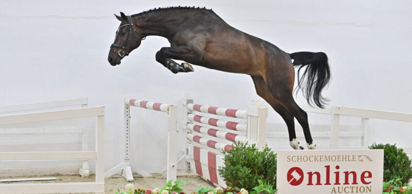 Preisspitze bei Schockemöhle Online Auktion für 250.000 € nach Singapur!