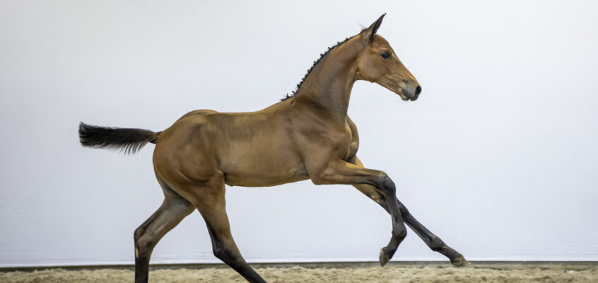 Foal Auction Prinsjesdag: Legendary bloodlines of Usha van ’t Roosakker, Ratina Z and Glamour Girl within reach