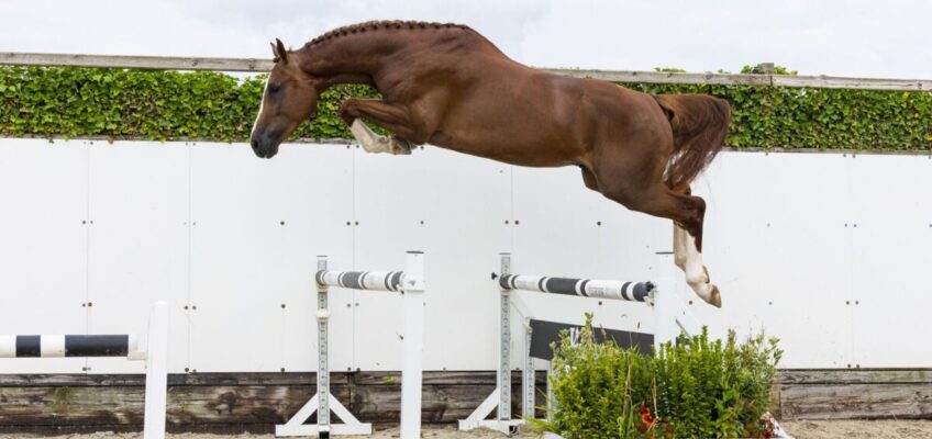 Youhorse.auction: 75.000 € für den 3-jährigen Priority van Bouchaute Z