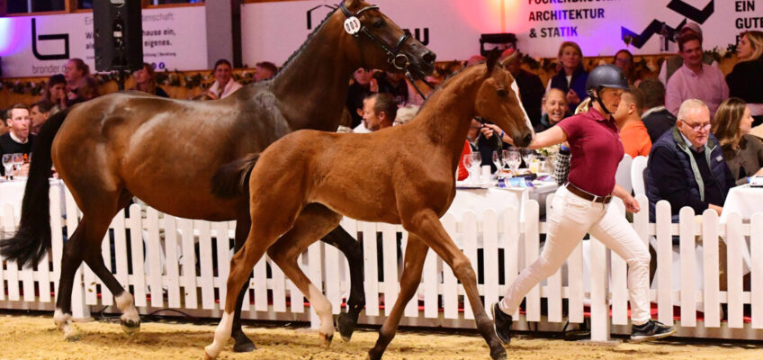 Tomorrow’s Champions by Holsteiner: 70.000 Euro für Vollschwester von Uricas