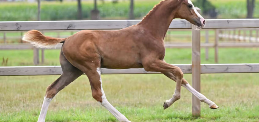 HH Azur, Mutterlinien Emerald, Don VHP Z, Centa de Muze, Fragence de Chalus … unbändige Qualität bei Equestrian Auctions.com!