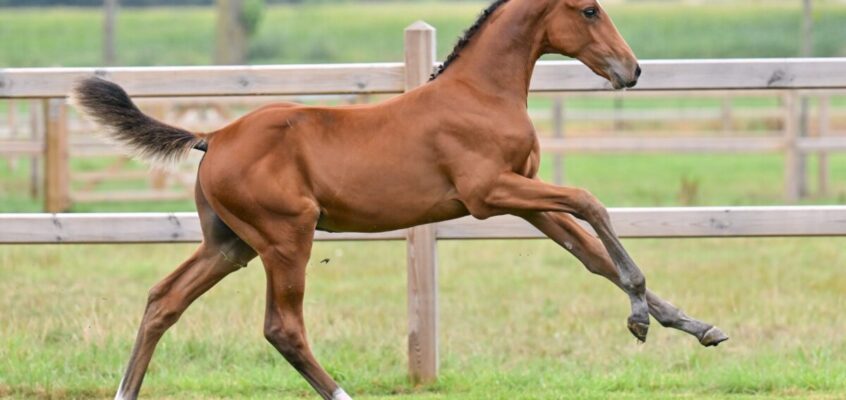 Equestrian Auctions erzielt Spitzenergebnisse bei seiner Live- und Online-Auktion!