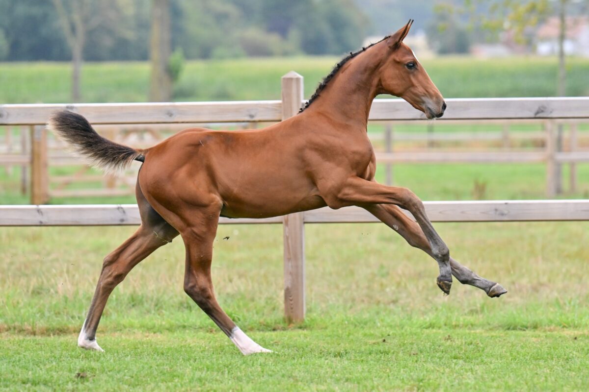 Equestrian Auctions erzielt Spitzenergebnisse bei seiner Live- und Online-Auktion!