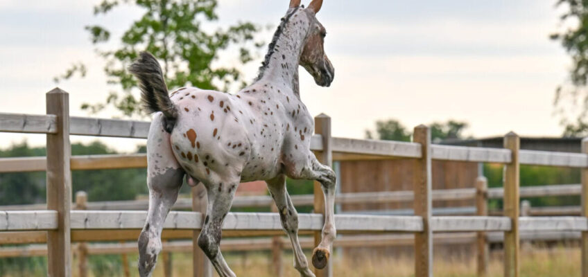3/4-Schwester von United Touch ‚S‘, Vollbruder von Echo van ‚t Spieveld, Grand-Prix-Pferde … Equbreeding bereit für sportliches Märchen!