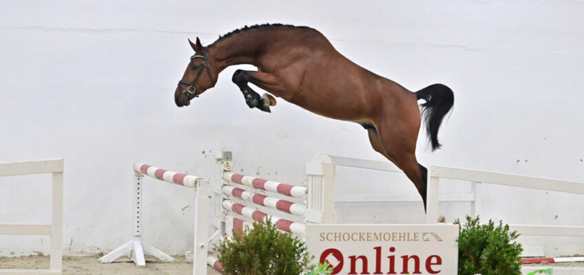 Preisspitze bei Schockemöhle Online Auktion geht für 110.000 Euro nach Dänemark