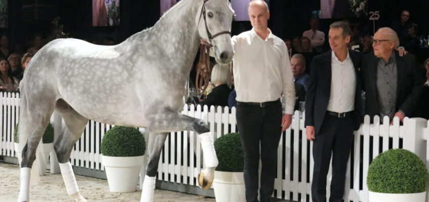 Internationale Springpferdeauktion von Holger Hetzel: Millionenzuschlag zum Jubiläum!