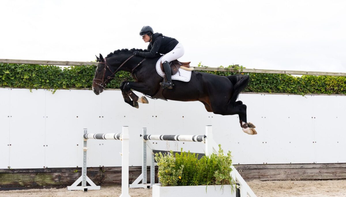 Spektakuläres Finale für Youhorse.auction: Drei Pferde für mehr als 50.000 € verkauft