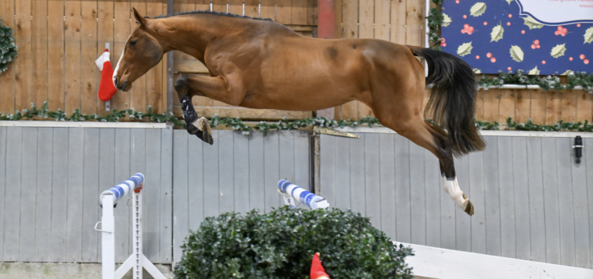 Donna Blue vh Beeckhof delivers amazing Christmas Present to end the auction year!