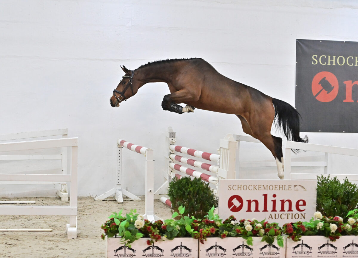 Schockemöhle Online Auktion: 100.000 Euro-Preisspitze von Diablue PS