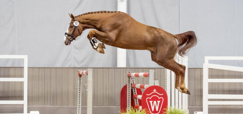 Westfälischer Hengstmarkt mit hervorragendem Gesamtergebnis