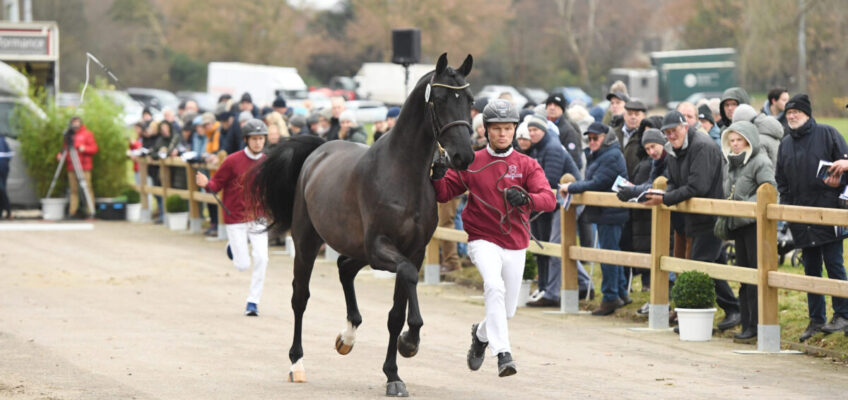 Holsteiner Trio knackt 100.000 Euro-Marke – 175.000 Euro für Cahil-Sohn