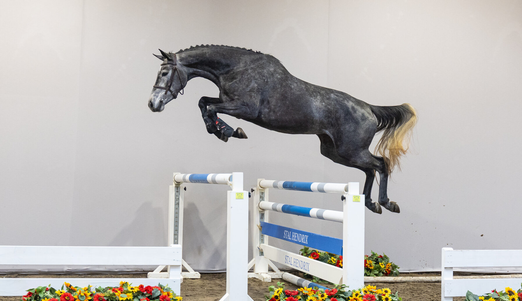 HX Auctions unveils the showjumping talents of tomorrow