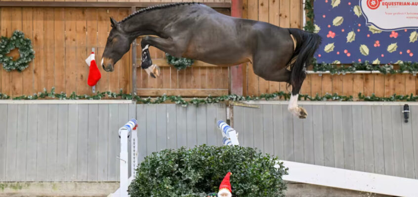 Equestrian-Auctions.com beendet das Jahr mit einer High Potentials Auktion!
