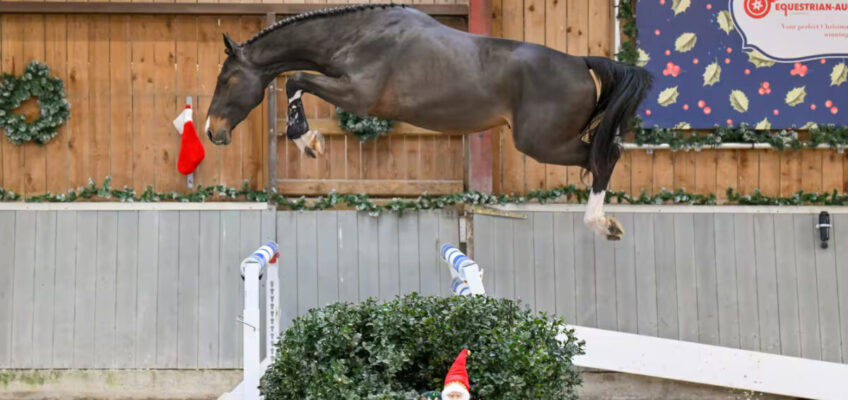 Equestrian-Auctions.com beendet das Jahr mit einer High Potentials Auktion!