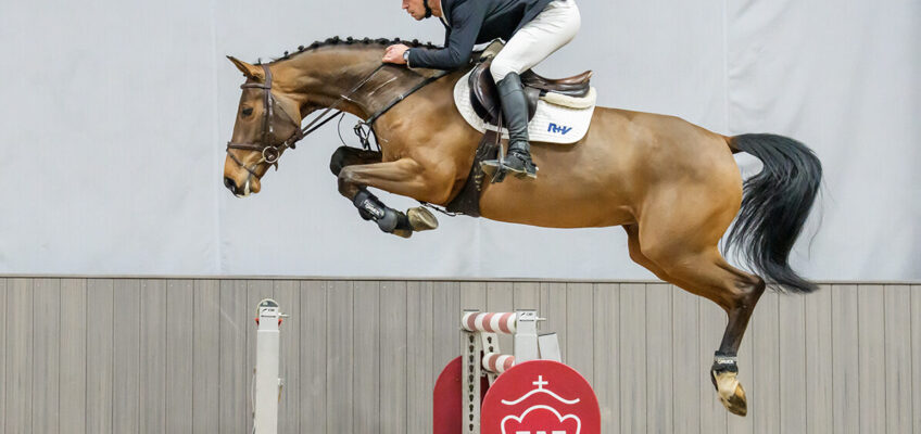 80.000 Euro für Dynamic Dream-Sohn beim Start ins Westfälische Auktionsjahr 2026