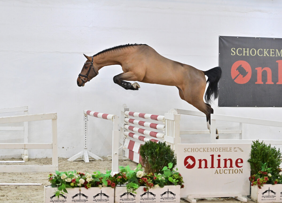 Preisspitze der Schockemöhle Online Auktion geht für 160.000 € nach Dänemark