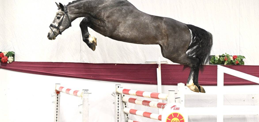 3. DSP-Hengsttage in München-Riem: Mehr als 90 Hengste im Kör-Lot!