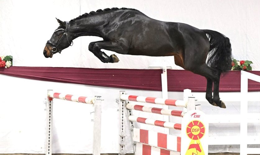 DSP-Hengsttage: Körsieger von Heartbreaker, Feliciano und Sir Heinrich