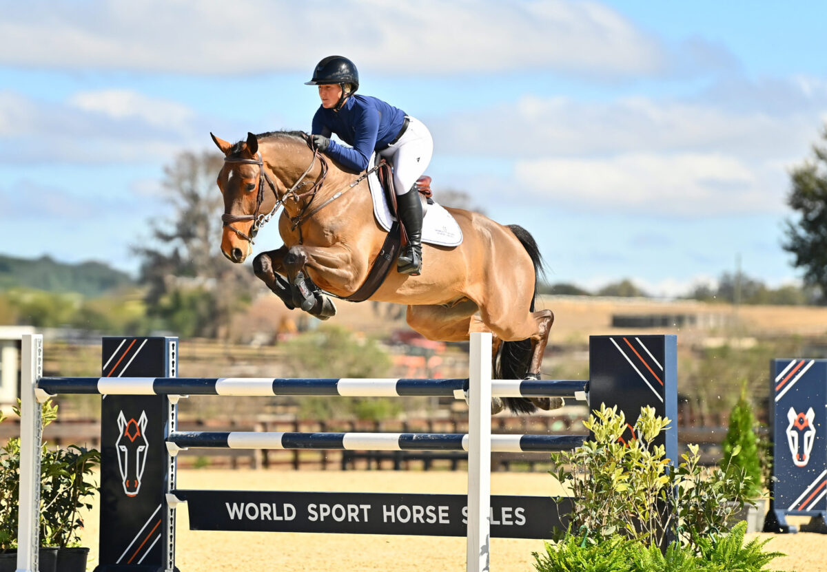 Die World Sport Horse Sales Auktion präsentiert ihre vielseitigste und talentierteste Kollektion für die vierte Ausgabe