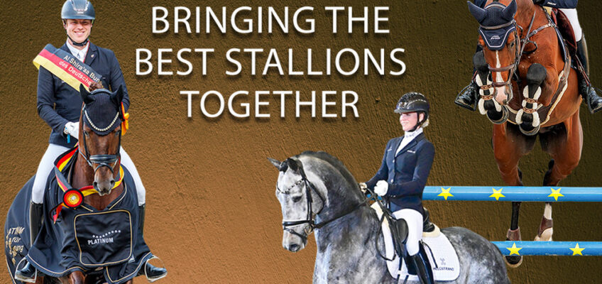 Deckstationen Paul Schockemöhle und Helgstrand Dressage: Neue Hengstkollektion mit züchterfreundlichem Decktaxensplitting