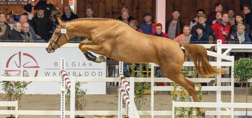 Deckstation Paul Schockemöhle mit zehn neuen hochinteressanten Springhengsten