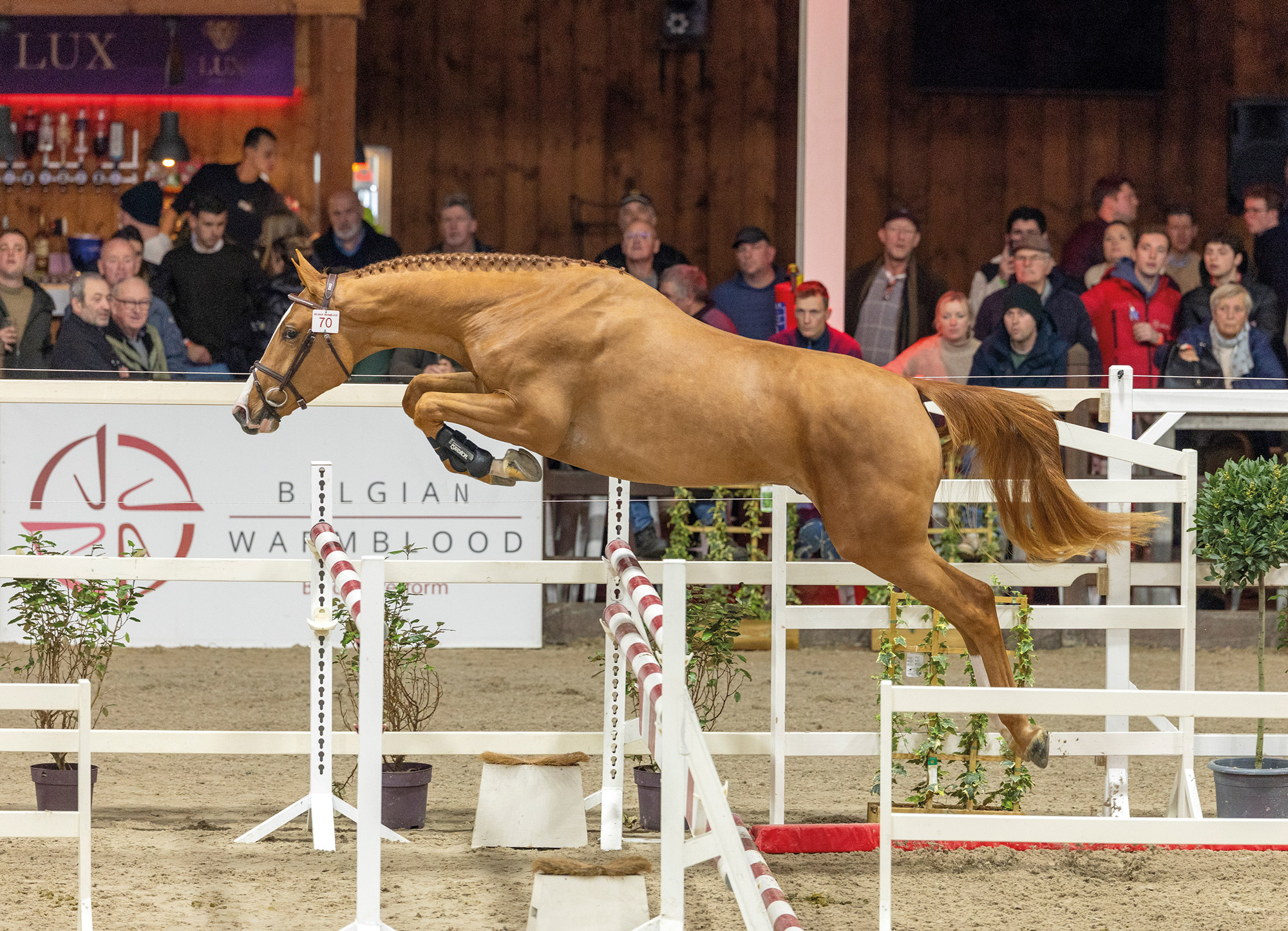 Deckstation Paul Schockemöhle mit zehn neuen hochinteressanten Springhengsten