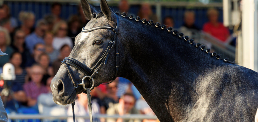 Al Shira’aa Bundeschampionate 2026: Anpassungen für Drei- und Vierjährige