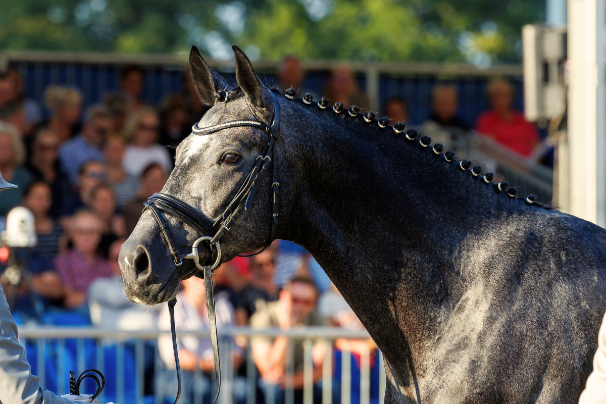Al Shira’aa Bundeschampionate 2026: Anpassungen für Drei- und Vierjährige