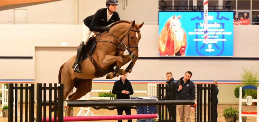 Hengstpräsentation des Holsteiner Verbandes: Zukunft der Zucht live erleben
