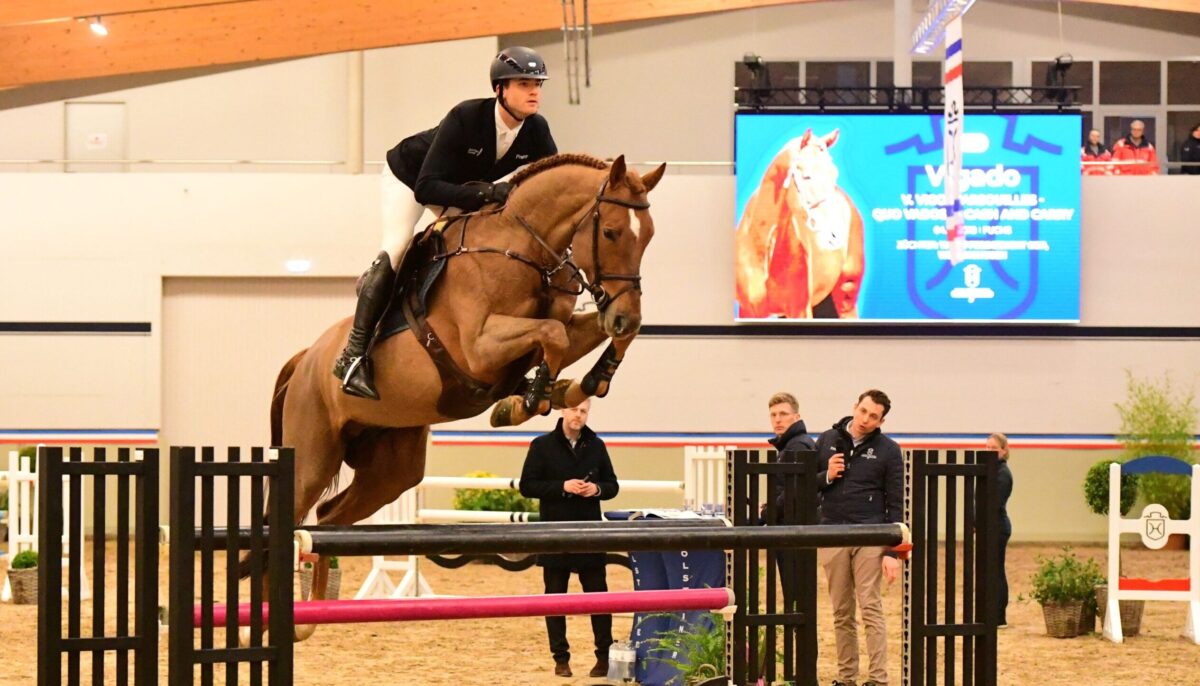 Hengstpräsentation des Holsteiner Verbandes: Zukunft der Zucht live erleben