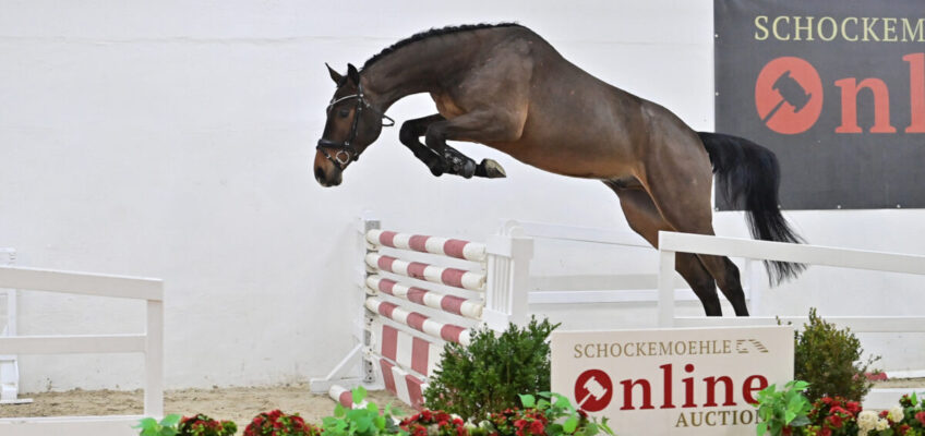 Preisspitze der Schockemöhle Online Auktion bleibt für 205.000 € in Deutschland