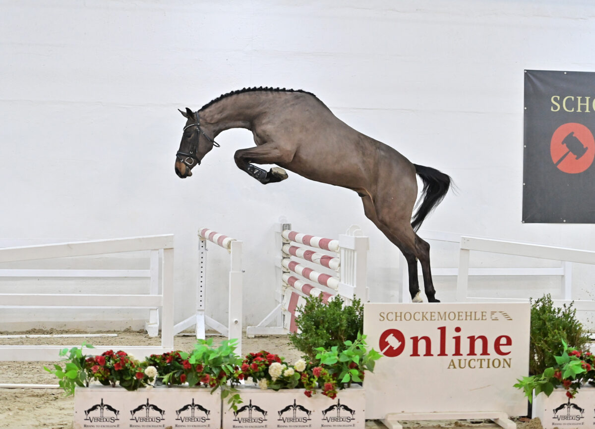 Vierjährige Preisspitze der Schockemöhle Online Auktion bleibt für 152.000 € in Deutschland