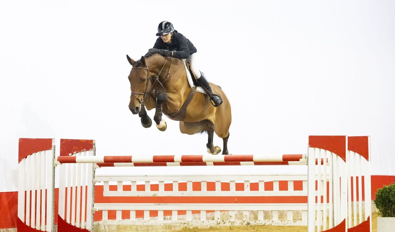 Youhorse.auction eröffnet Frühjahrsauktion mit 90.000-Euro-Highlight, Finale heute Abend