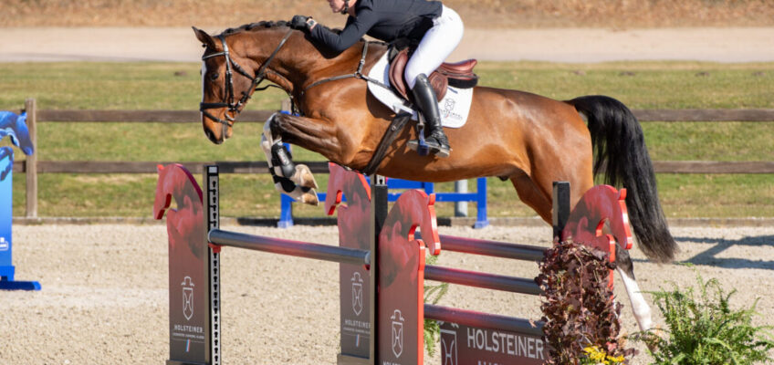 Holsteiner Frühjahrsauktion am 17. April: Qualität & Perspektive für Sport und Zucht