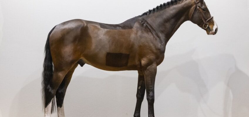 Young talents steal the show at Youhorse.auction: €45,000 for Discovery KD