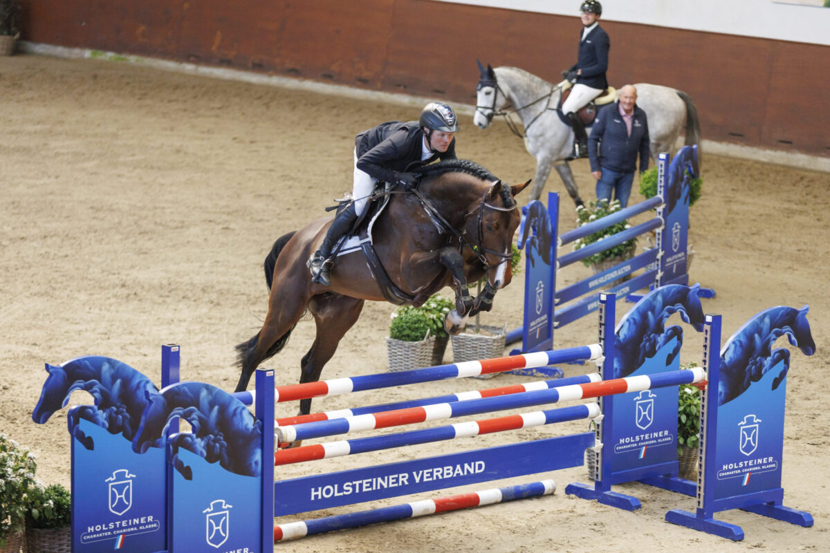 Seite an Seite: Privat- und Verbandshengste mit gemeinsamer Hengstschau