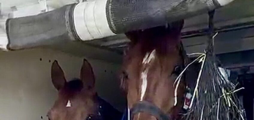 Alle deutschen Pferde aus Doha sicher in Liege gelandet und auf dem Heimweg!