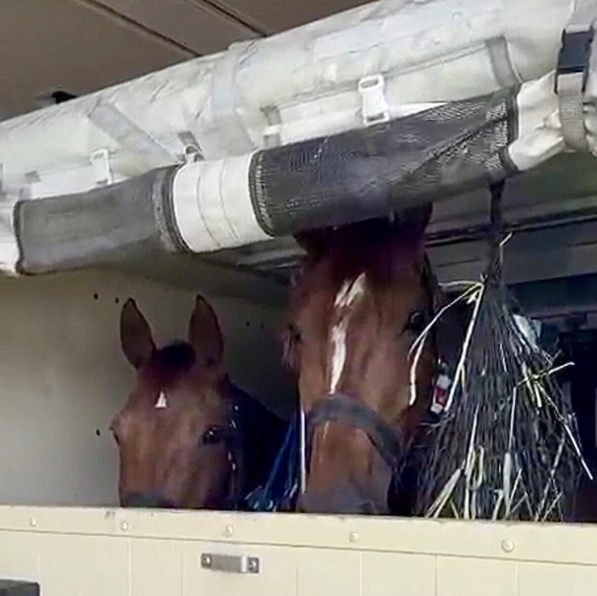 Alle deutschen Pferde aus Doha sicher in Liege gelandet und auf dem Heimweg!