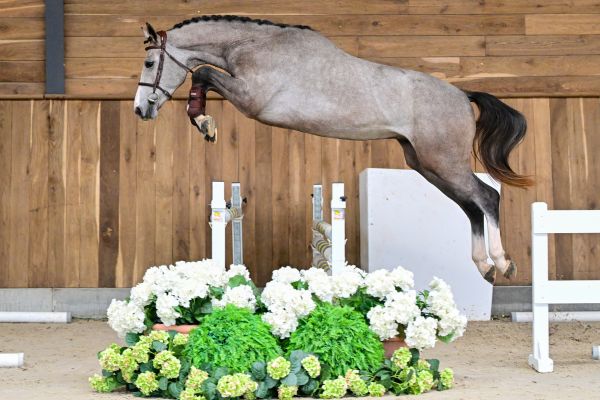 365 Auctions by Zangersheide: Jetzt die Botton & Wathelet Stallions Auction