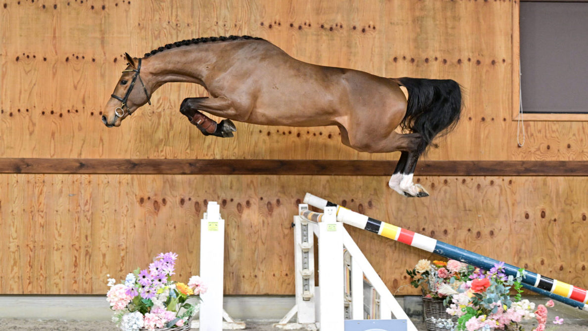 Die „Future Stars Edition“ von Horse Auction Belgium